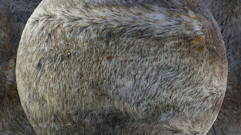 PBR Reindeer Fur 6 - 8K Seamless Texture