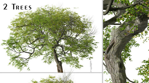 Set of Tilia cordata Tree (Small-leaved lime) (2 Trees) ( 3Ds MAX - Blender - Unreal Engine - Cinema4D - FBX - OBJ )