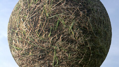 Dry Grass 8 PBR Material