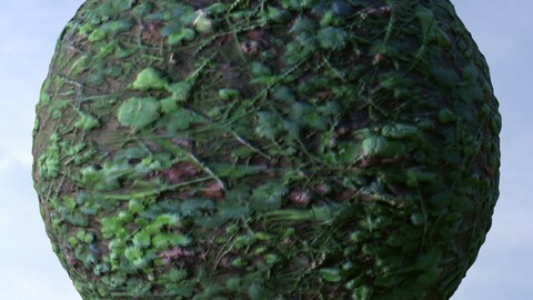 Forest Ground 35 PBR Material