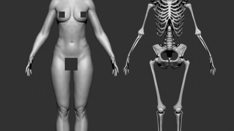 Female anatomy