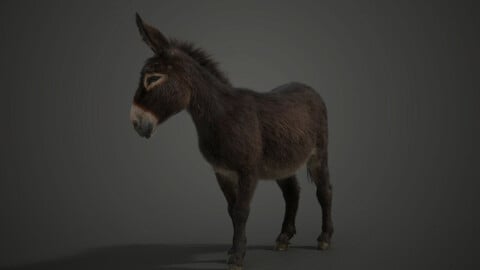 Donkey Winter Animated | VFX Grace