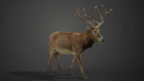 Male Deer Animated | VFX Grace