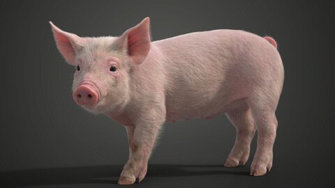 Piggy Animated| VFX Grace