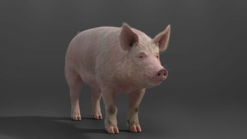 3D Animal | Male Pig Animatied | VFX Grace
