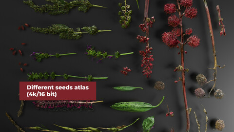 Different seeds Atlas 4k/16bit
