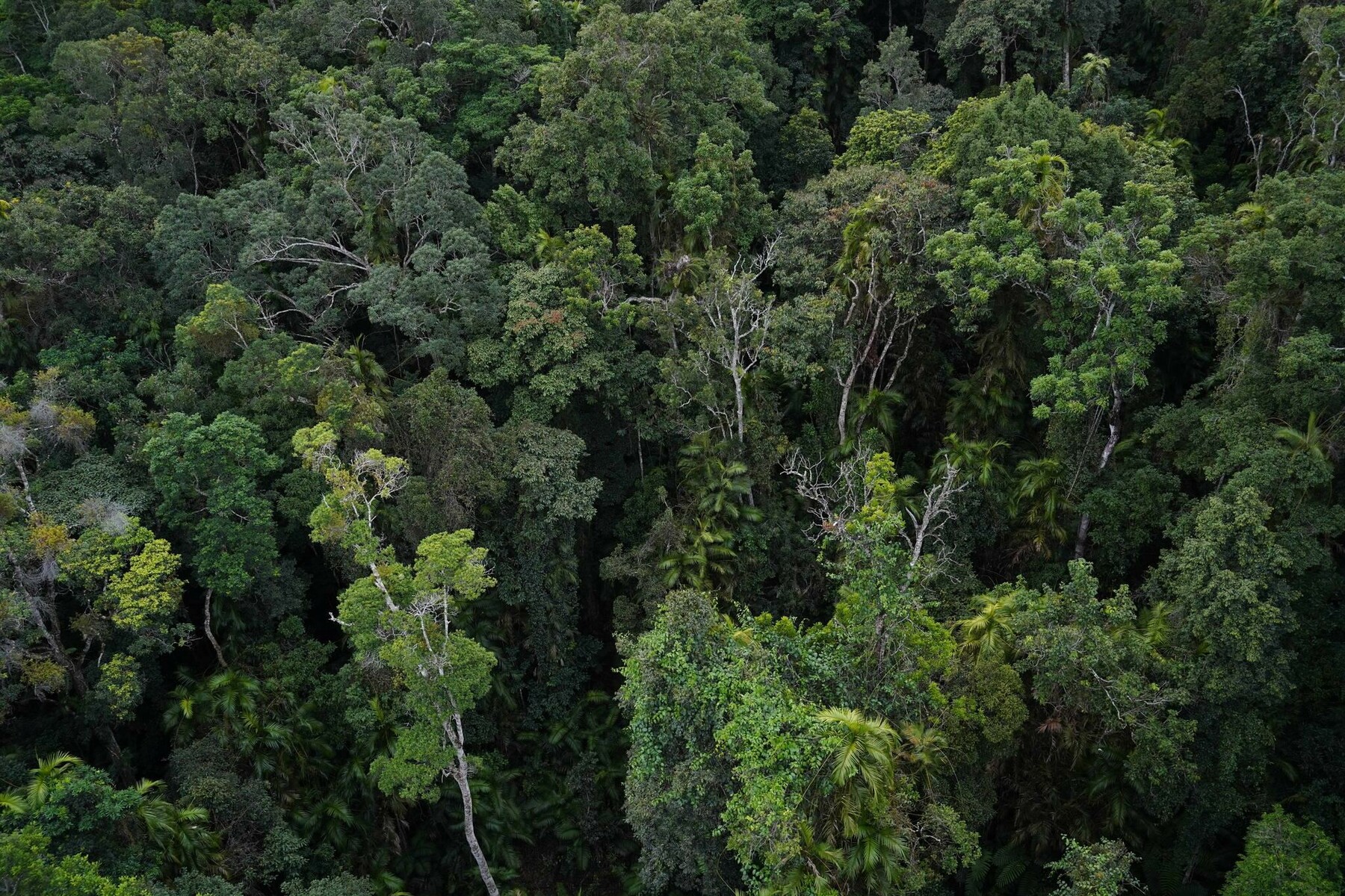 ArtStation - 644 photos of Ancient Australian Rainforest Aerial View ...