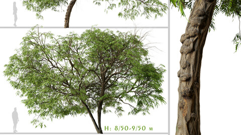 Set of Brazilian Pepper Tree ( Schinus terebinthifolia ) (2 Trees) ( 3Ds MAX - Blender - Unreal Engine - Cinema4D - FBX - OBJ )