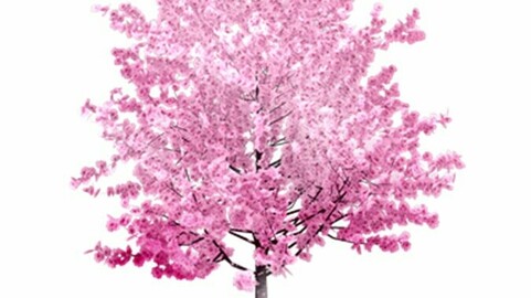 Resource-Plant Cherry blossoms