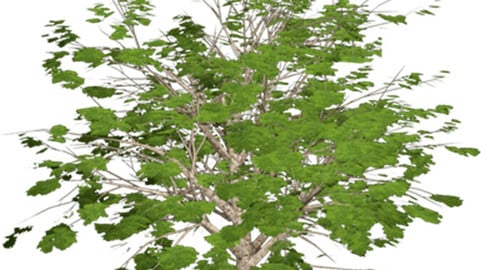 Resource-Plant Himalayan horse chestnut