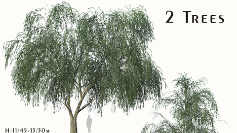 Set of Willow Acacia Tree (Acacia Salicina) (2 Trees) ( 3Ds MAX - Blender - Cinema4D - FBX - OBJ )