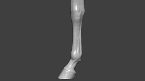 Horse Front Leg Highpoly Sculpt