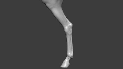Horse Rear Leg Highpoly Sculpt