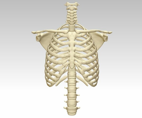 ArtStation - 3D printing and downloading of human sternum structure ...