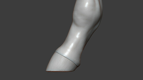 Horse Foal Hoof Highpoly Sculpt