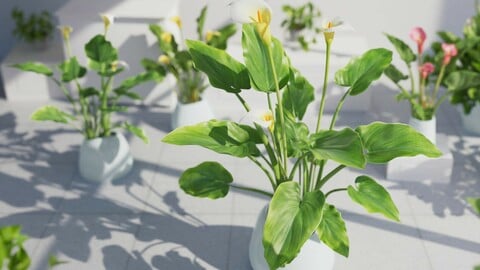 3D Plant | Calla Lily