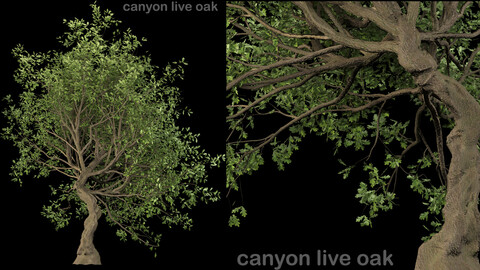 Canyon live oak tree (max and fbx)