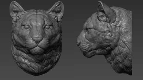 Puma cougar head