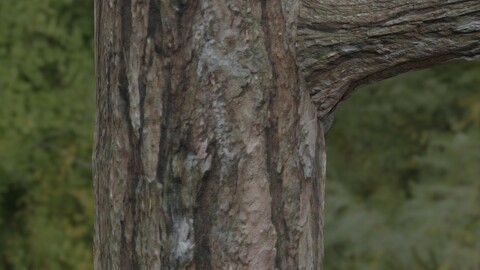 Tree Bark 31 PBR Material