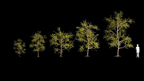 Pack of 5 trees separate model