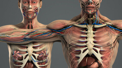 Human Male and Female Anatomy with Skeleton Complete 3d characters pack