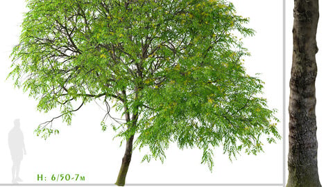 Set of Cassia leptophylla Tree (Gold Medallion) (2 Trees) ( 3Ds MAX - Blender - Unreal Engine - Cinema4D - FBX - OBJ )