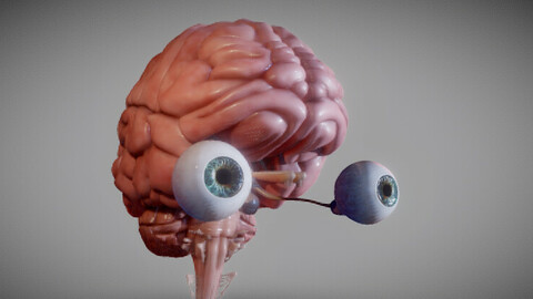 Human Brain Stem and the Eyes