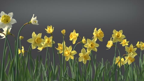 Daffodil Flower Kit | VFX Grace