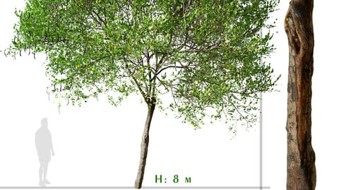 Carob Tree ( Ceratonia siliqua ) ( 3Ds MAX - Blender - Unreal Engine - Cinema4D - FBX - OBJ )