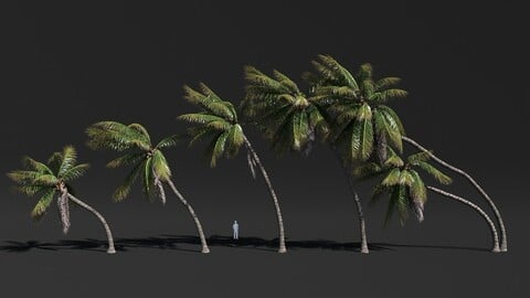 COCONUT TREE VOLUME PACK 02