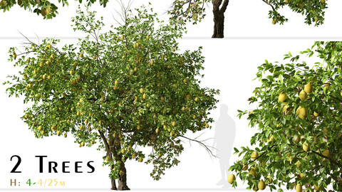 Set of Lemon Tree (Citrus limon) (2 Trees)