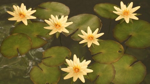 Water Plants | Lilies