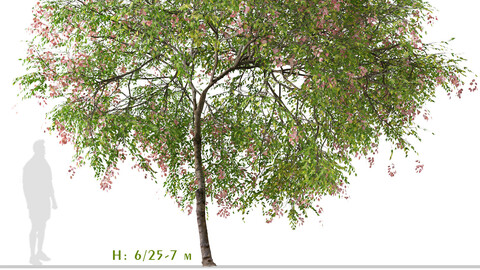 Set of Chinese Flame Tree (Koelreuteria Bipinnata) (2 Trees) ( 3Ds MAX - Blender - Unreal Engine - Cinema4D - FBX - OBJ )