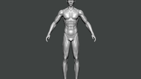 3D Model-ANATOMY0004