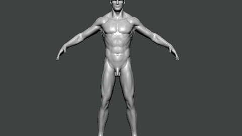 3D Model-ANATOMY0010
