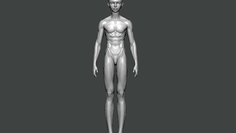 3D Model-ANATOMY0017