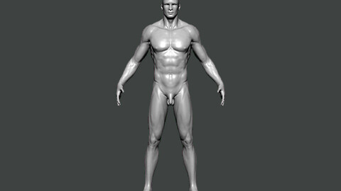 3D Model-ANATOMY0023