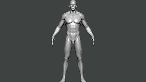 3D Model-ANATOMY0027