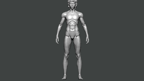 3D Model-ANATOMY0014