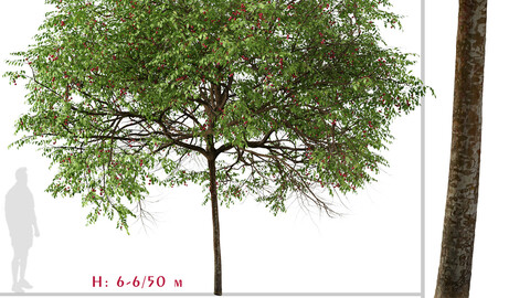 Set of Catalina Cherry Tree (Prunus ilicifolia) (2 Trees) ( 3Ds MAX - Blender - Unreal Engine - Cinema4D - FBX - OBJ )