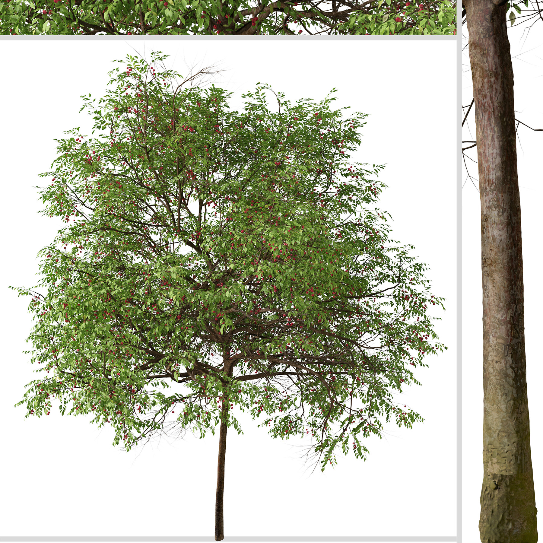 Artstation Set Of Catalina Cherry Tree Prunus Ilicifolia 2 Trees 3ds Max Blender Unreal Engine Cinema4d Fbx Obj Resources