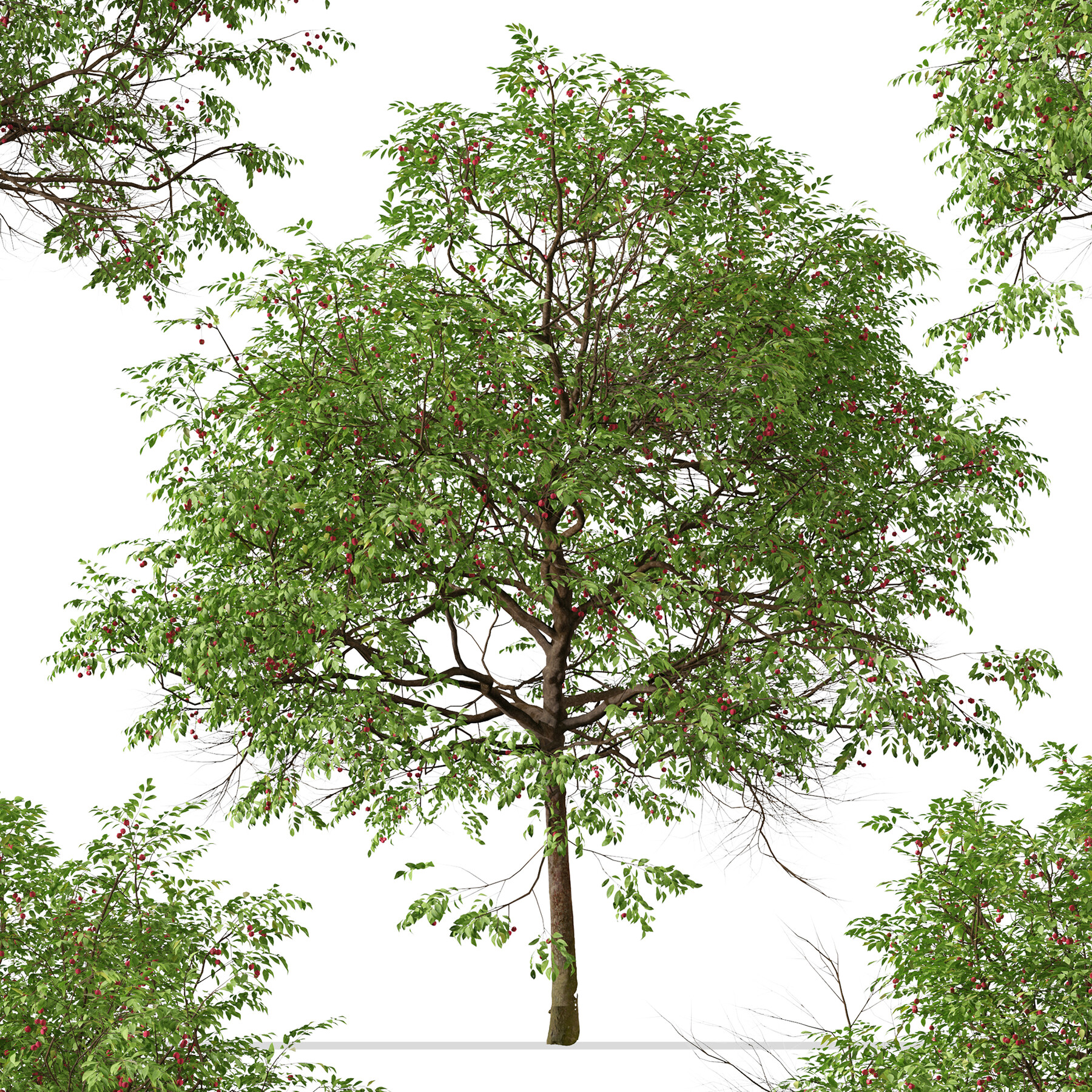 Artstation Set Of Catalina Cherry Tree Prunus Ilicifolia 2 Trees 3ds Max Blender Unreal Engine Cinema4d Fbx Obj Resources