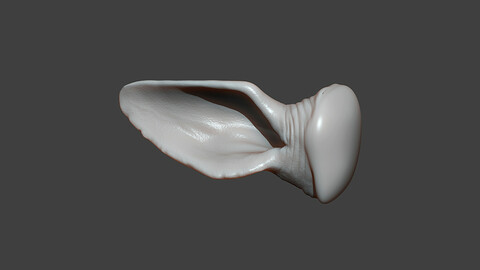 Giraffe Ear Highpoly Sculpt