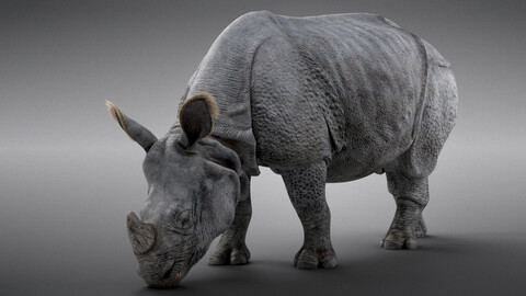 Indian Rhinoceros Animated | VFX Grace