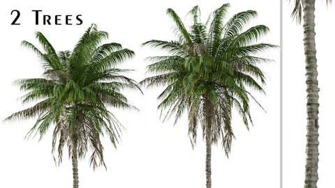 Set of Quindio wax palm Tree (Ceroxylon quindiuense) (2 Trees) ( 3Ds MAX - Blender - Unreal Engine - Cinema4D - FBX - OBJ )