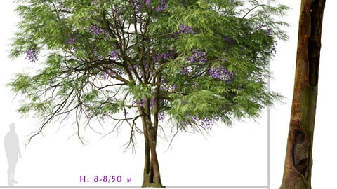 Set of Jacaranda mimosifolia Tree (Blue Jacaranda) (2 Trees) ( 3Ds MAX - Blender - Unreal Engine - Cinema4D - FBX - OBJ )