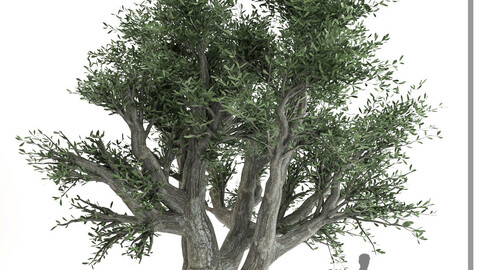 Olive Tree-AR studio-Vol 02