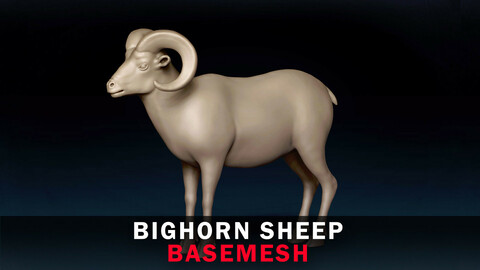 Bighorn Sheep Base Mesh 3D Model