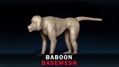 Baboon Base Mesh 3D Model