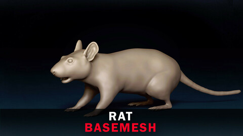 Rat Base Mesh 3D Model